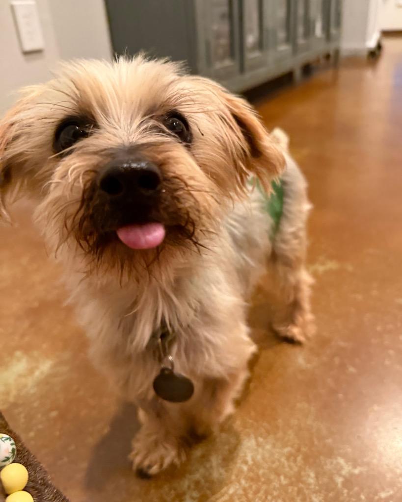 Enlarge Vyvanse (Vance), a Adoptable Yorkshire Terrier in Bryan, TX image 4/5