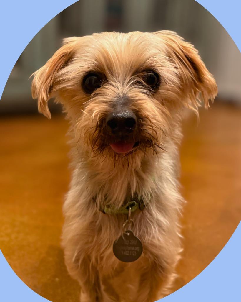 Enlarge Vyvanse (Vance), a Adoptable Yorkshire Terrier in Bryan, TX image 5/5