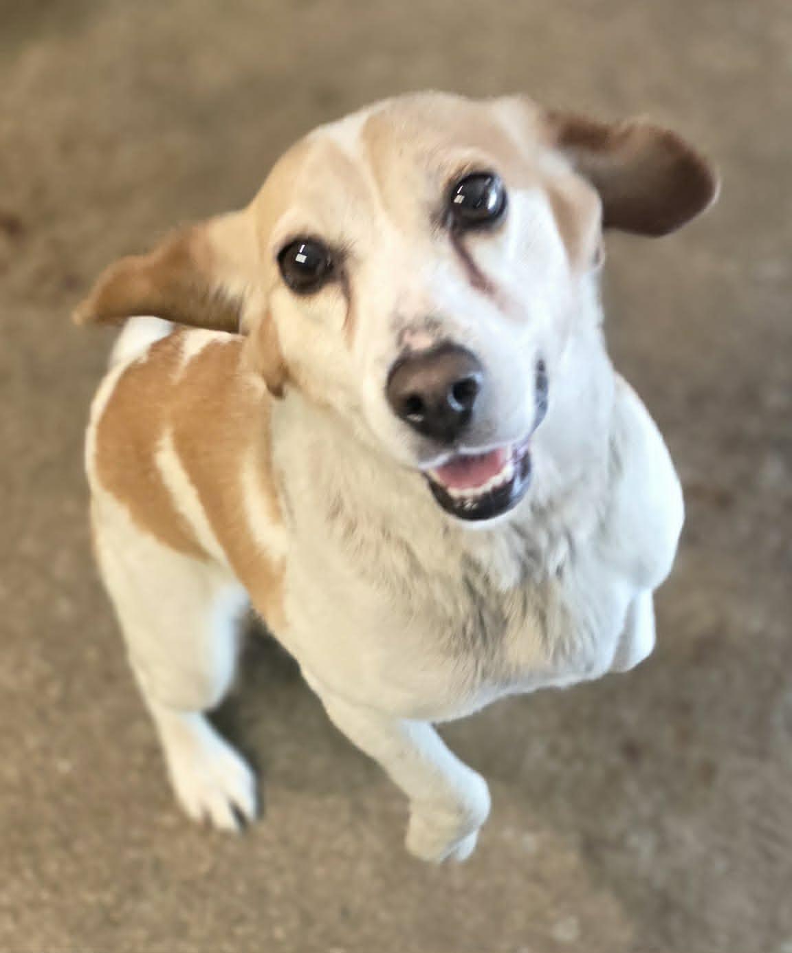 Penny, Adoptable, Adult Female Beagle.