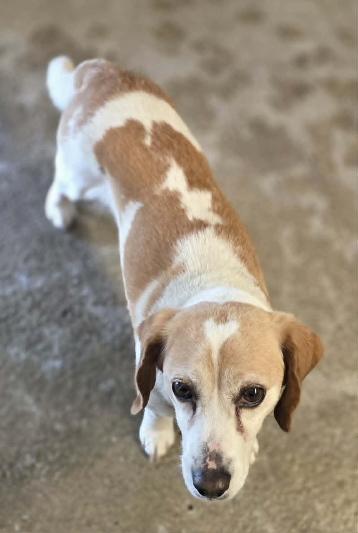Penny, a Adoptable Beagle in Woodsfield, OH image 2/3