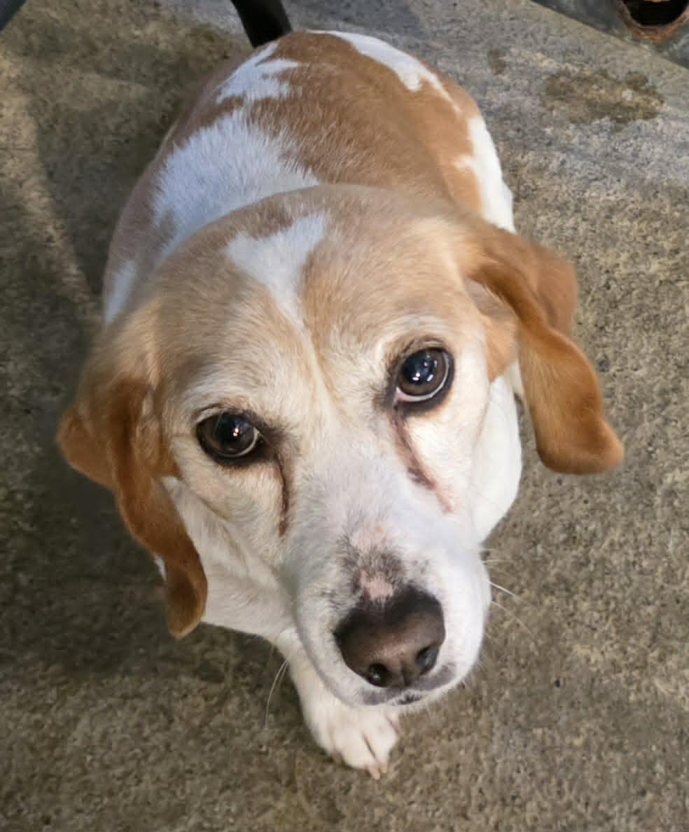 Penny, a Adoptable Beagle in Woodsfield, OH image 3/3