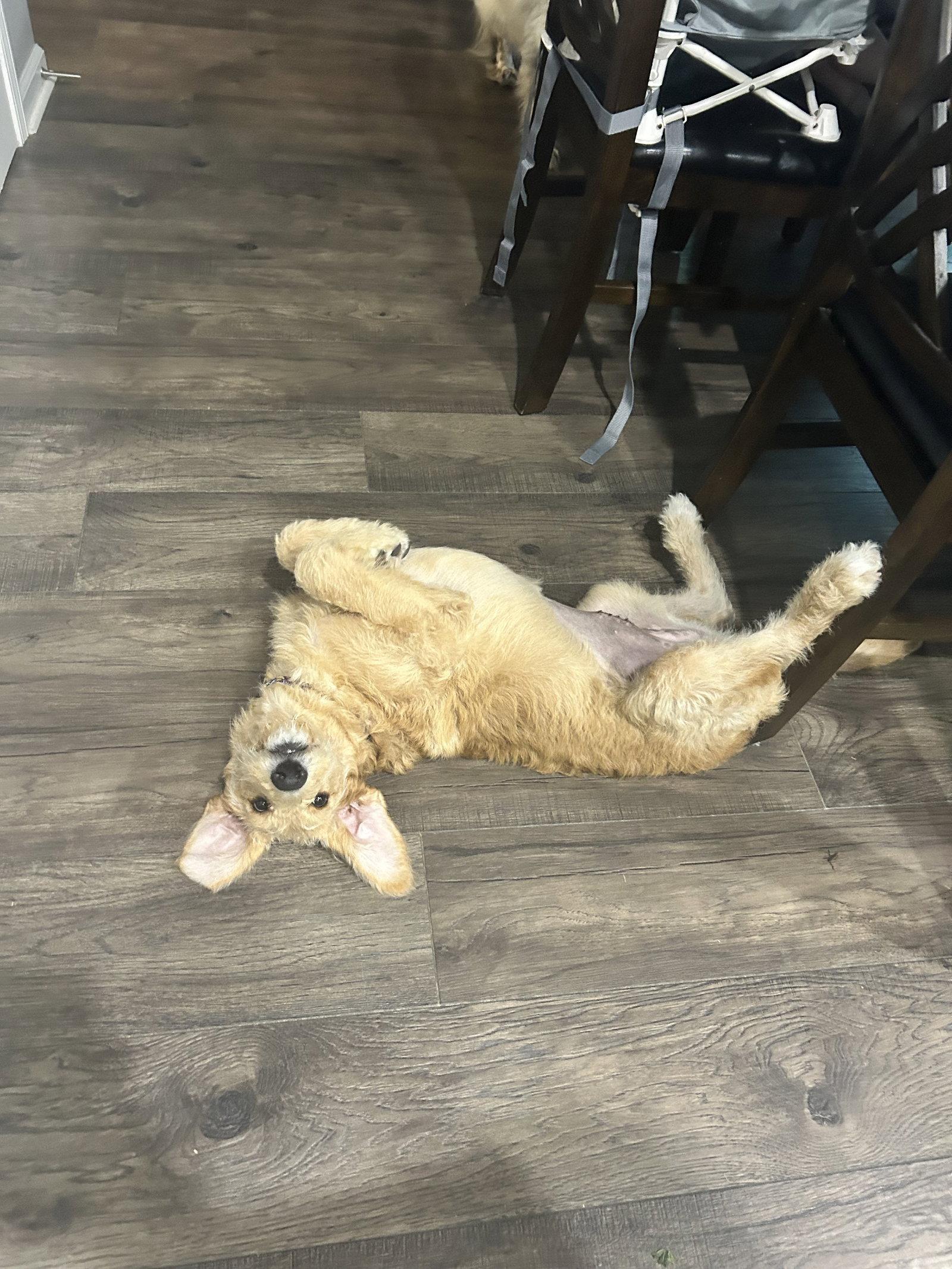 Enlarge Cookie, a Adopted mixed breed in Columbus, IN image 1/3