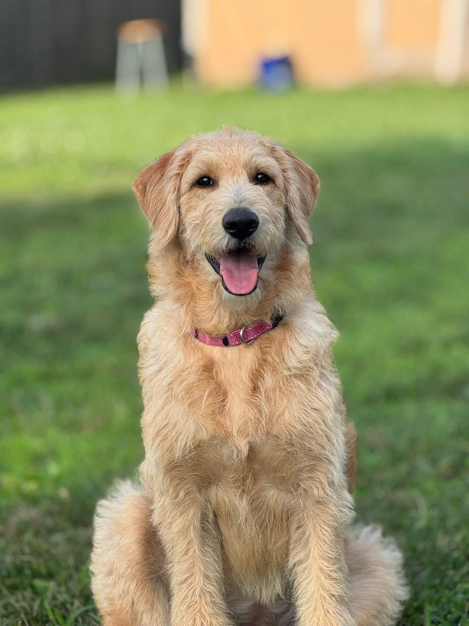 Enlarge Cookie, a Adopted mixed breed in Columbus, IN image 2/3