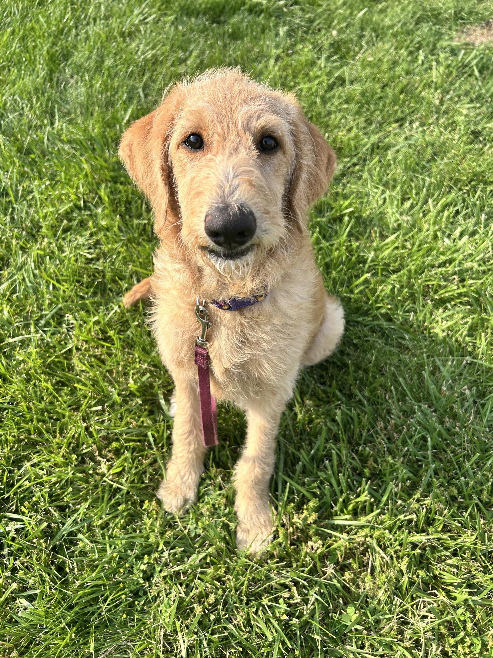 Enlarge Cookie, a Adopted mixed breed in Columbus, IN image 3/3
