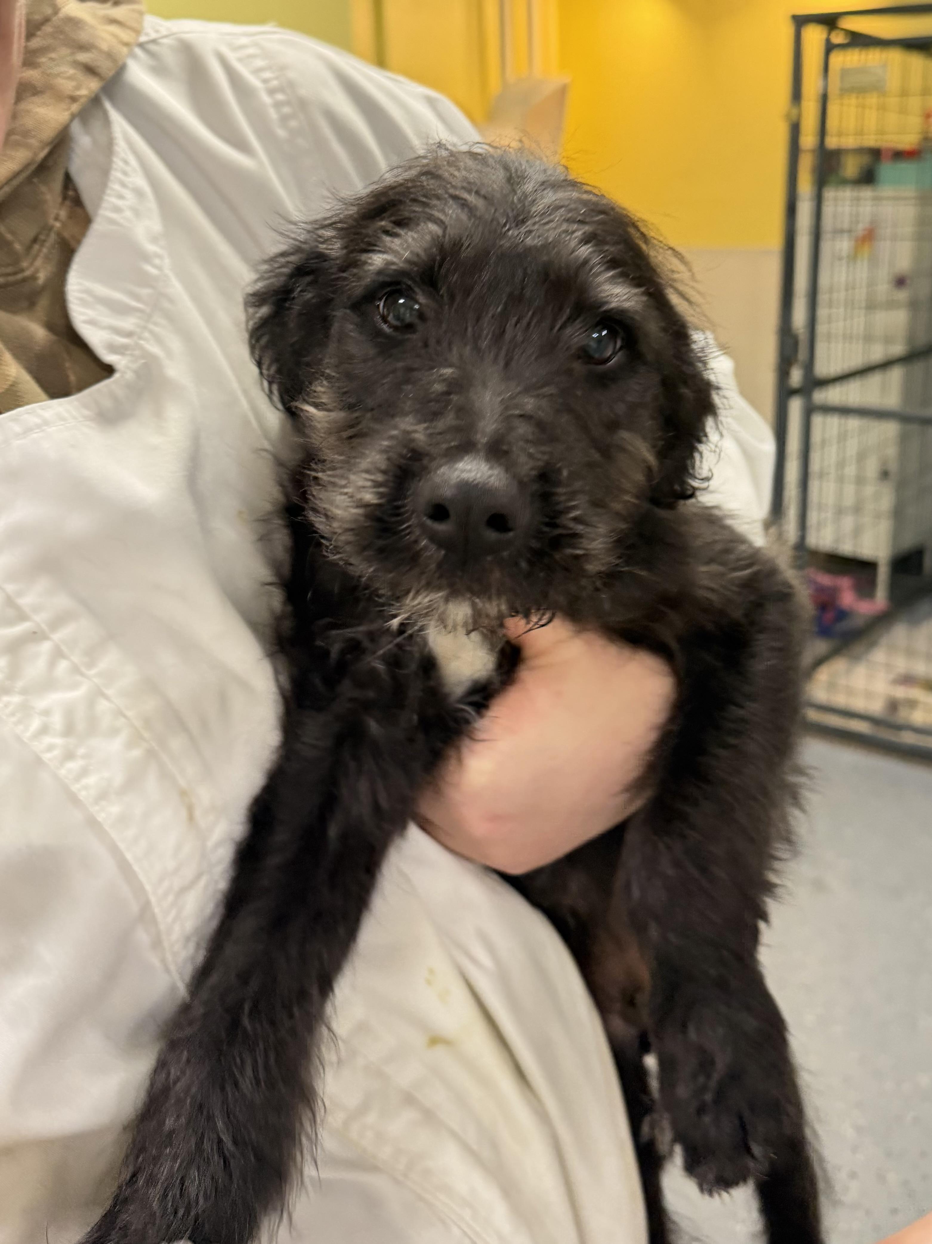 Fudge, ADOPTABLE, Puppy Male Terrier.