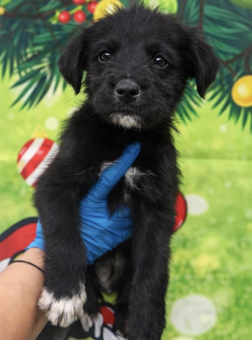 Fudge, ADOPTABLE, Puppy Male Terrier.