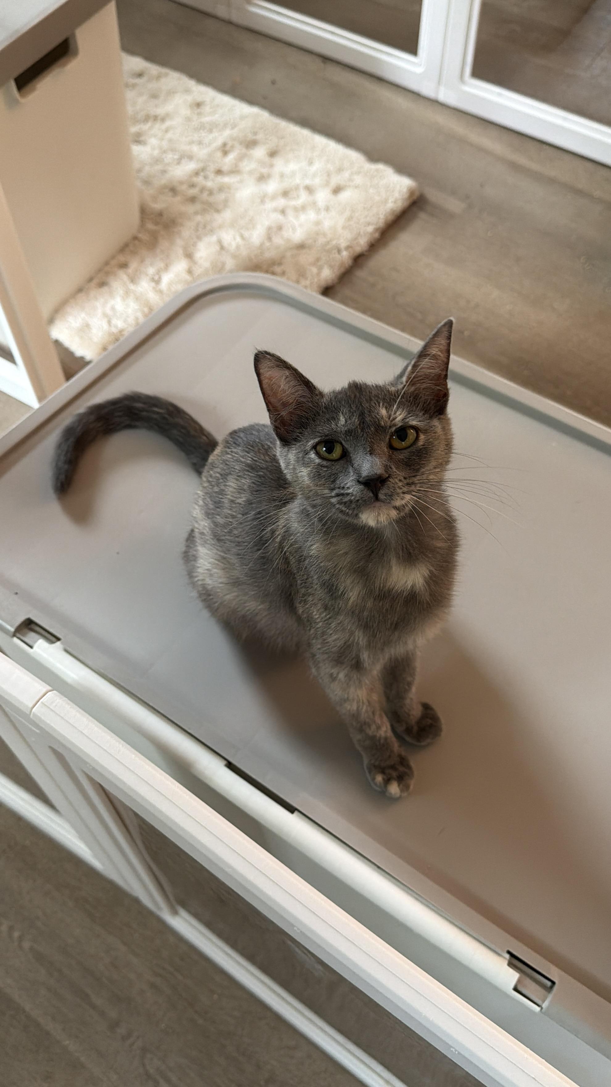 Cupcake, ADOPTABLE, Young Female Domestic Short Hair.