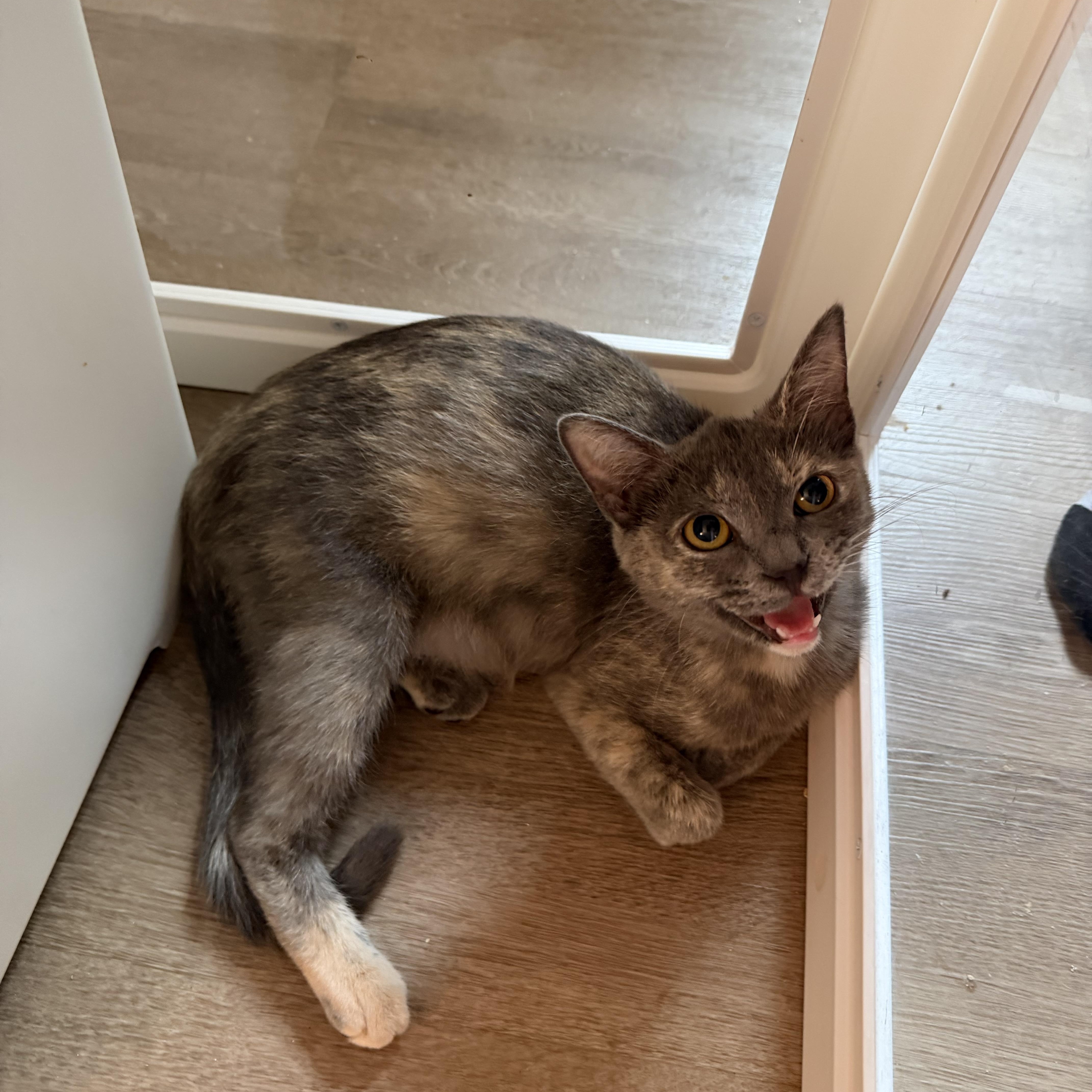 Enlarge Cupcake, a ADOPTABLE Domestic Short Hair in Greensboro, NC image 3/3