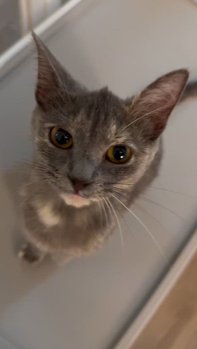 Enlarge Cupcake, a ADOPTABLE Domestic Short Hair in Greensboro, NC video 1/3