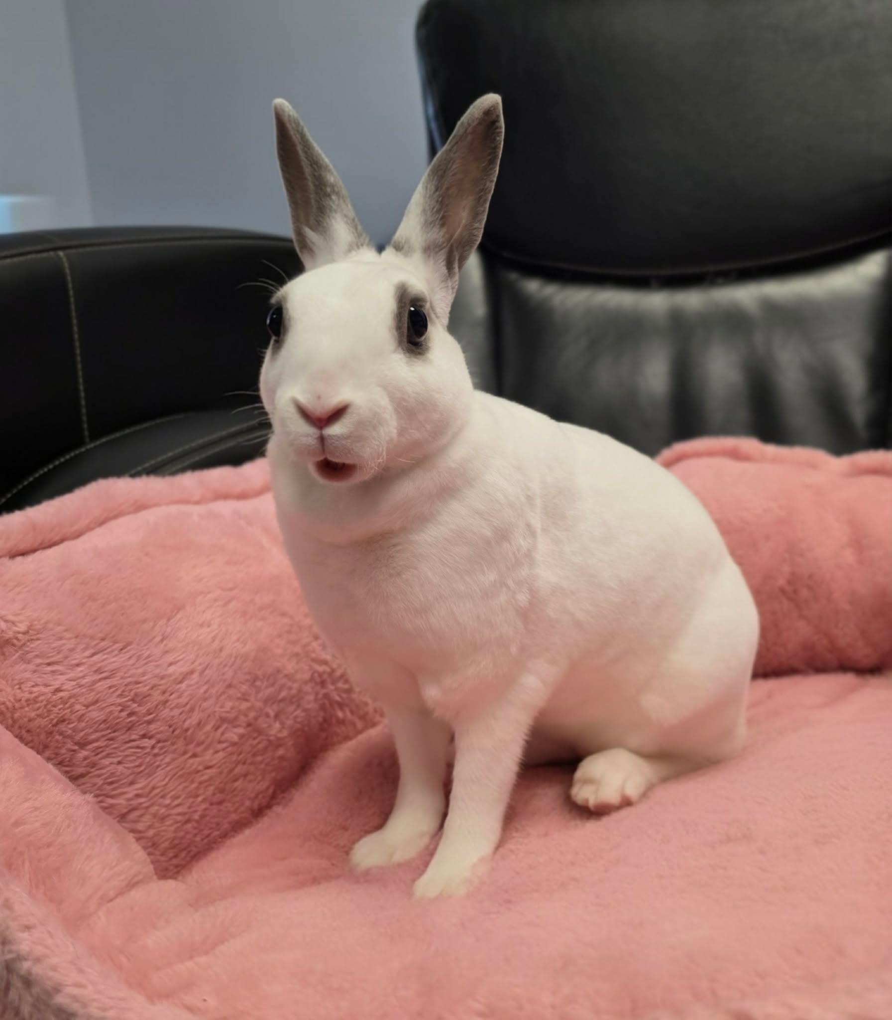 Enlarge Tofu, a Adoptable English Spot in San Angelo , TX image 1/6