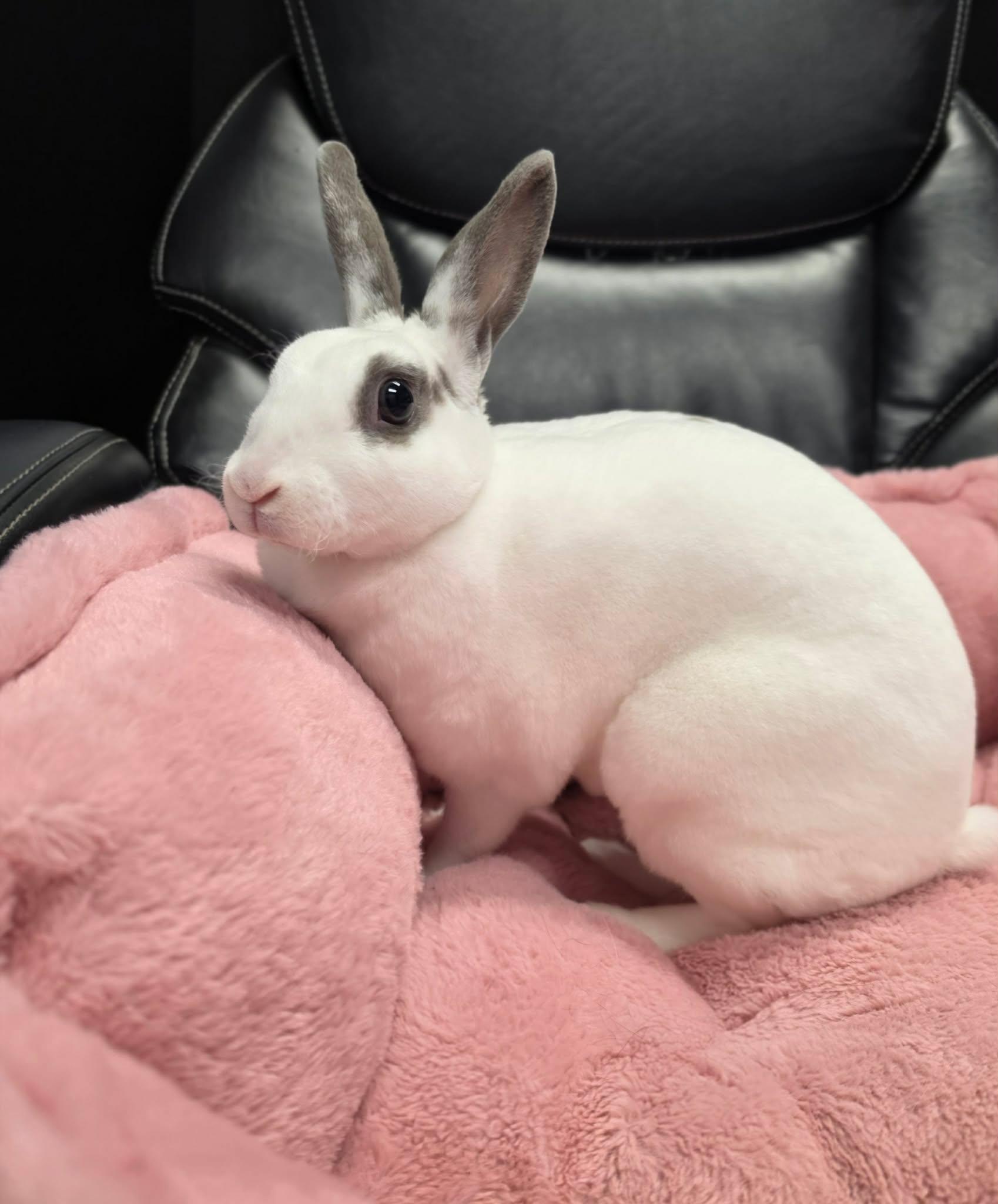 Enlarge Tofu, a Adoptable English Spot in San Angelo , TX image 2/6