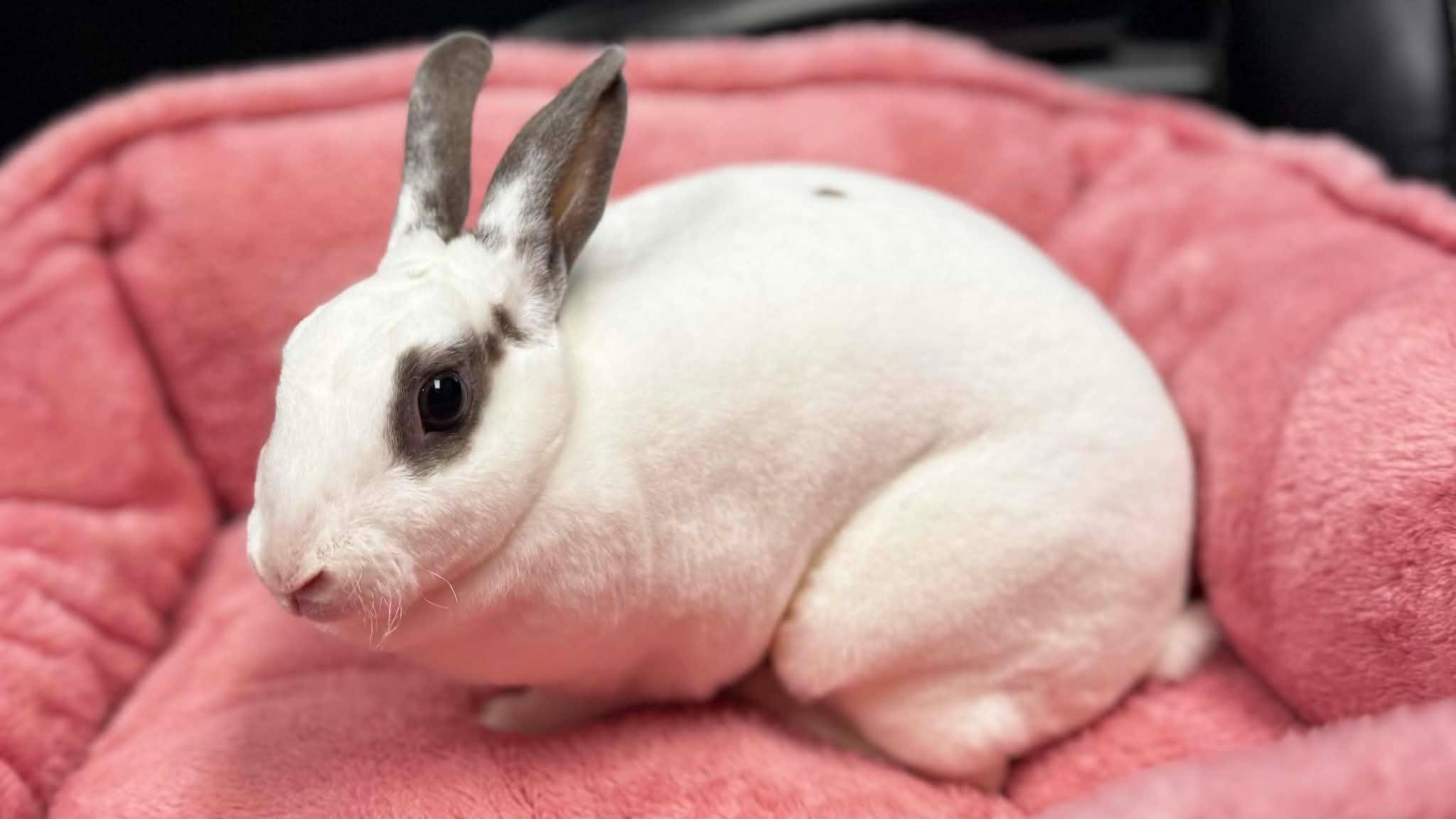 Enlarge Tofu, a Adoptable English Spot in San Angelo , TX image 3/6