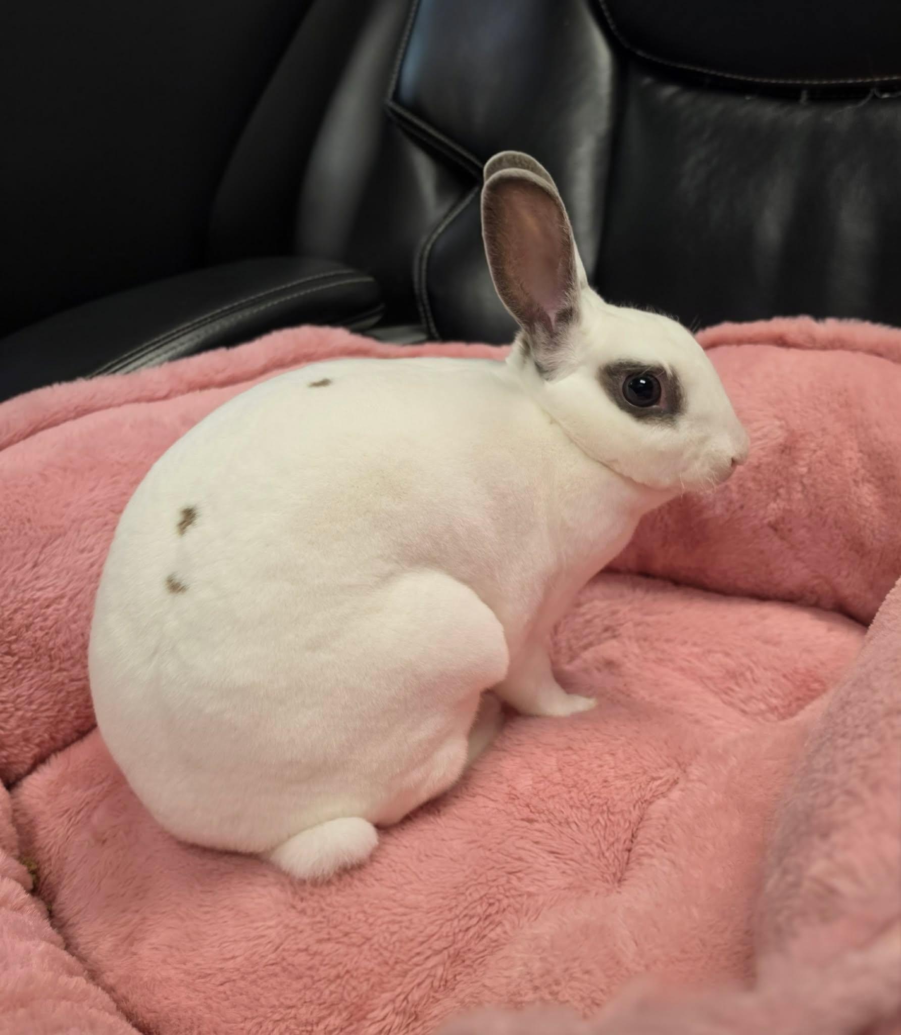 Enlarge Tofu, a Adoptable English Spot in San Angelo , TX image 4/6