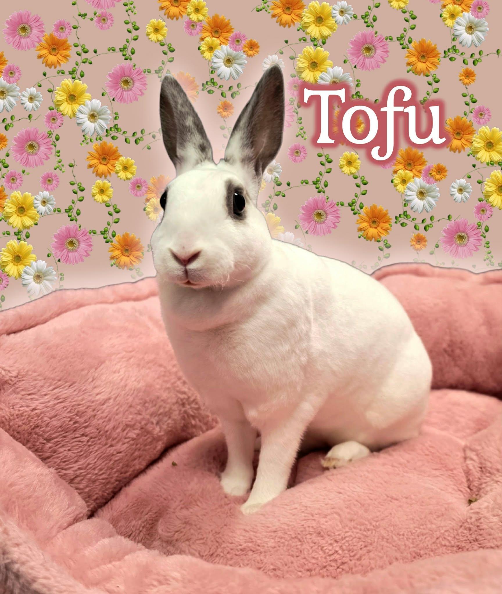 Enlarge Tofu, a Adoptable English Spot in San Angelo , TX image 5/6