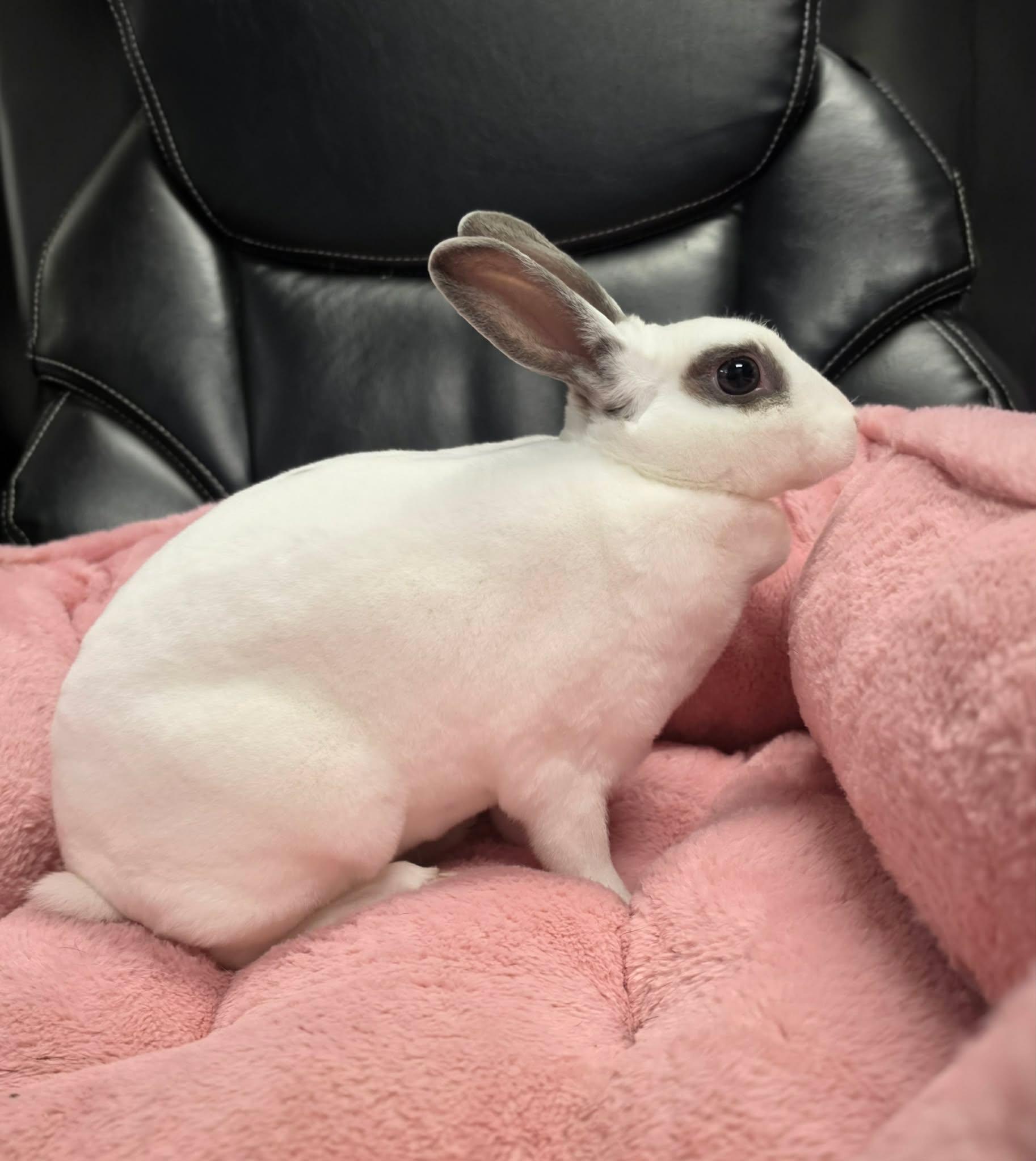 Enlarge Tofu, a Adoptable English Spot in San Angelo , TX image 6/6