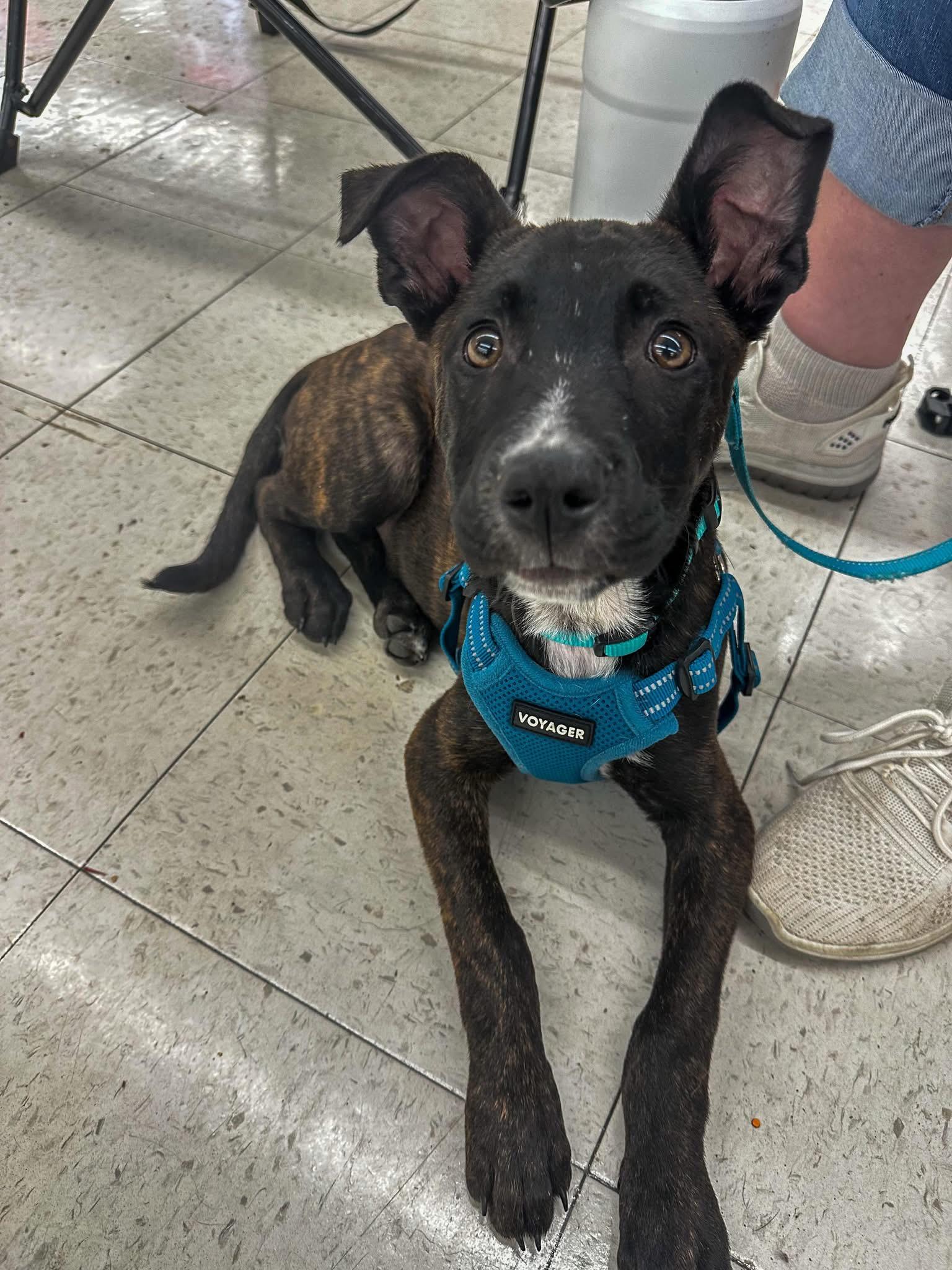 Enlarge Roo, a ADOPTABLE Mixed Breed in Highland, NY image 3/3