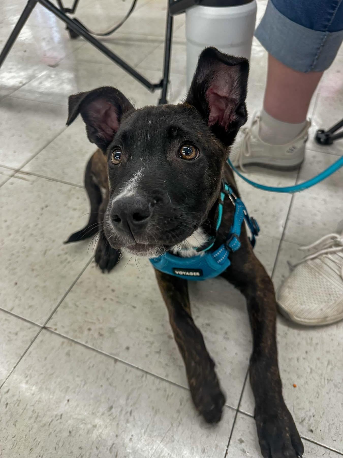 Enlarge Roo, a ADOPTABLE Mixed Breed in Highland, NY image 2/3