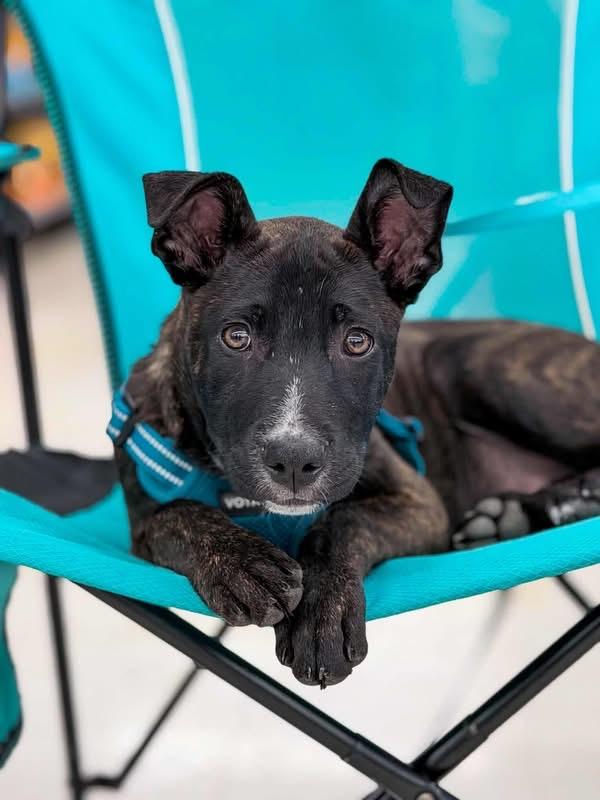 Enlarge Roo, a ADOPTABLE Mixed Breed in Highland, NY image 1/3