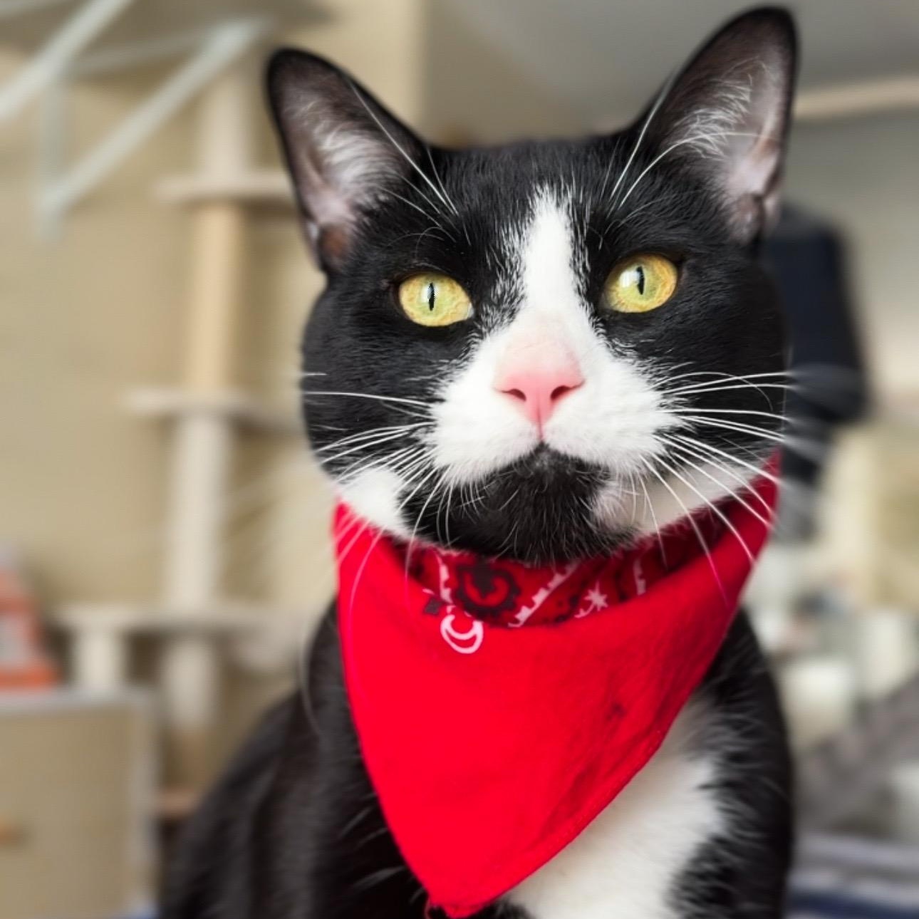 Enlarge Kobe, a Adopted mixed breed in New york, NY image 1/2