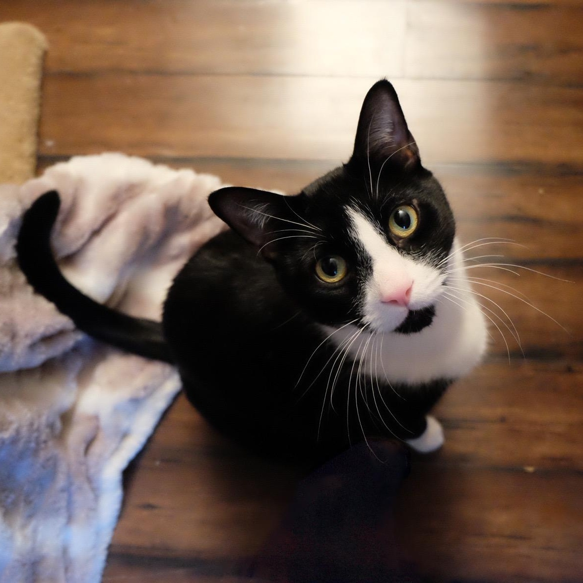 Enlarge Kobe, a Adopted mixed breed in New york, NY image 2/2