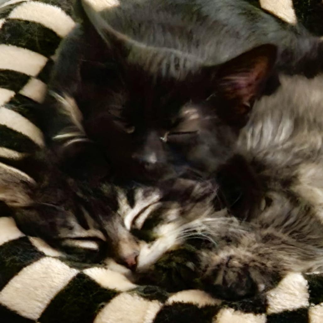 Gandolf, Adoptable, Kitten Male Domestic Long Hair.