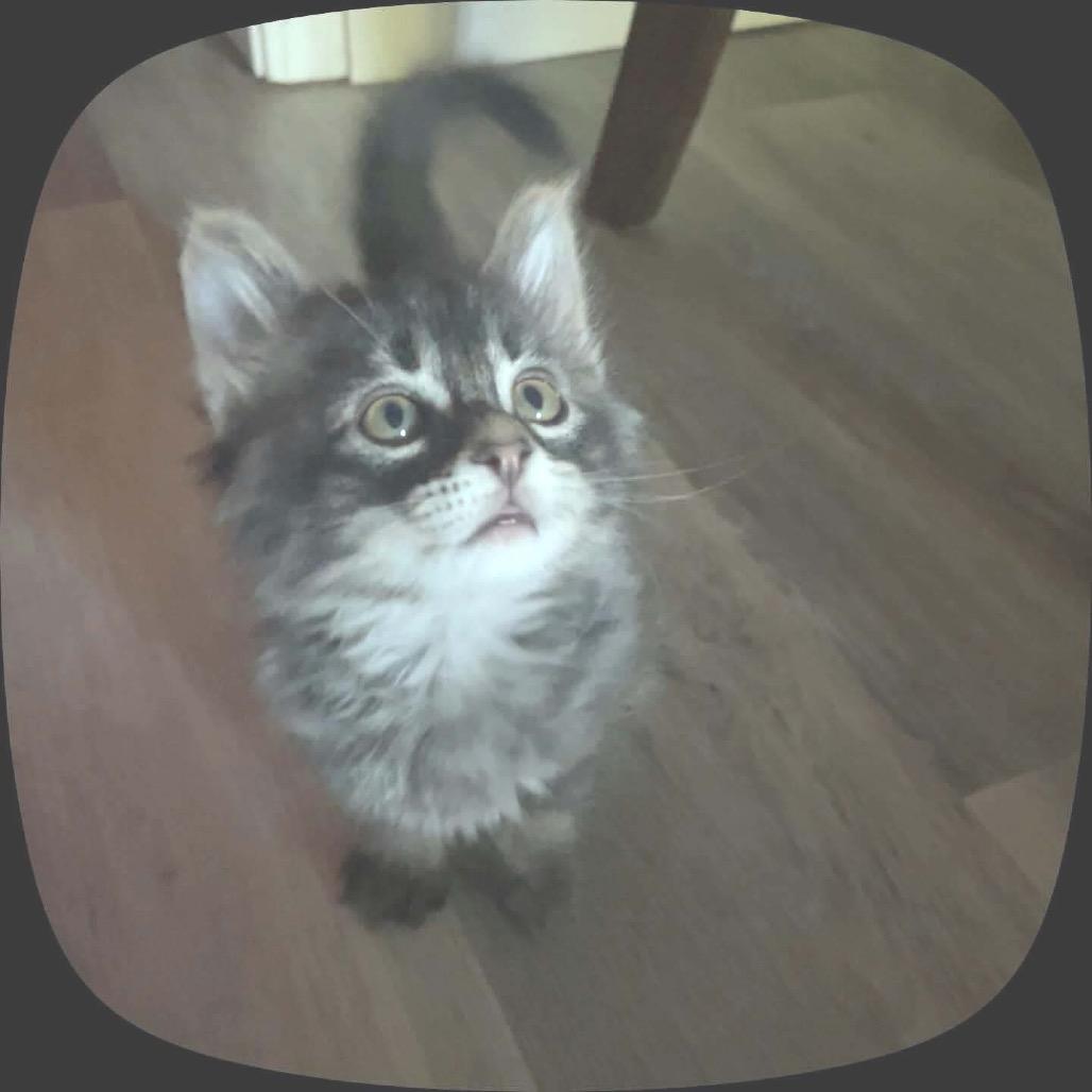 Enlarge Gandolf, a Adoptable Domestic Long Hair in Newcastle, OK image 2/2