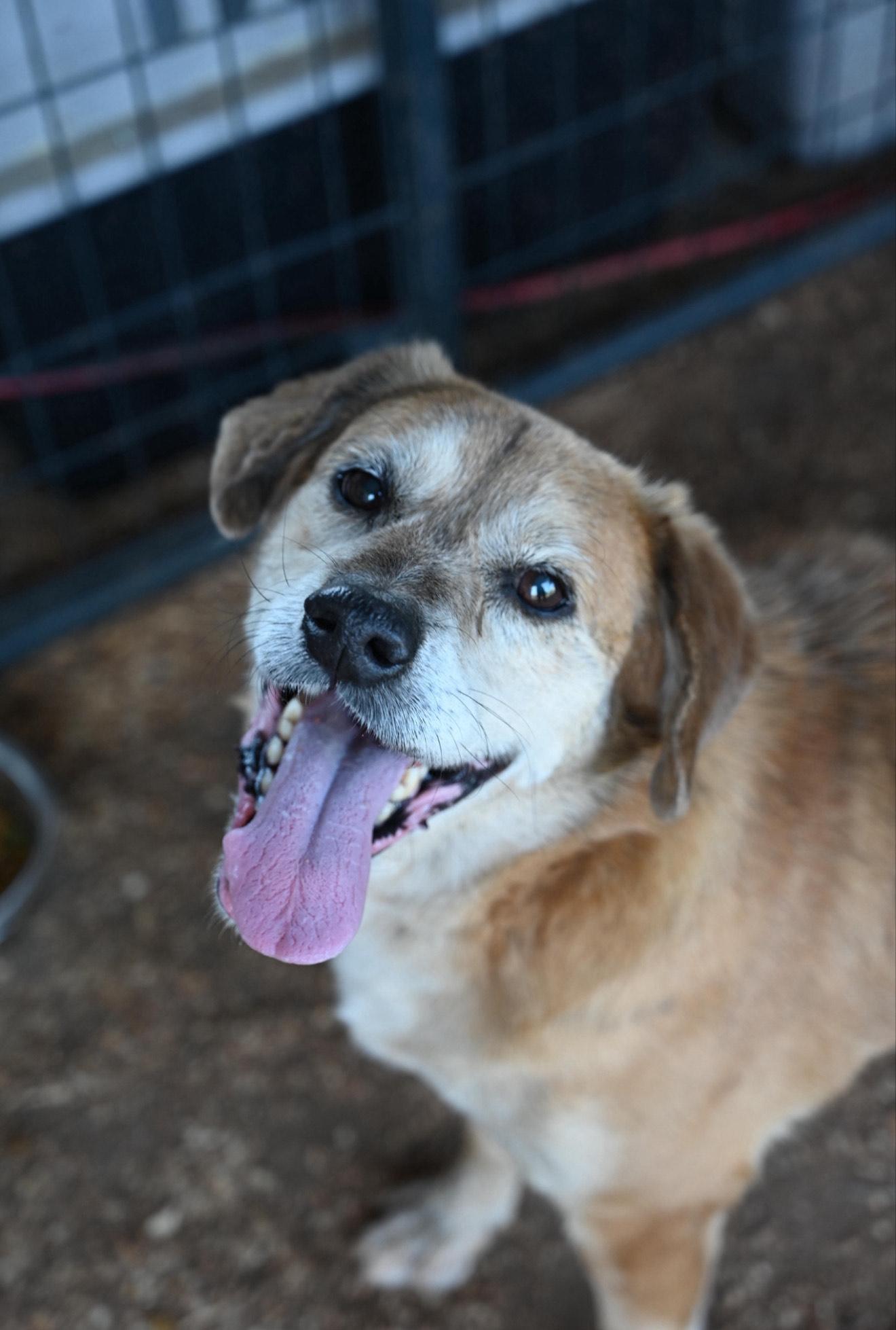 Donnie AKA THE DONALD, Senior Male Hound