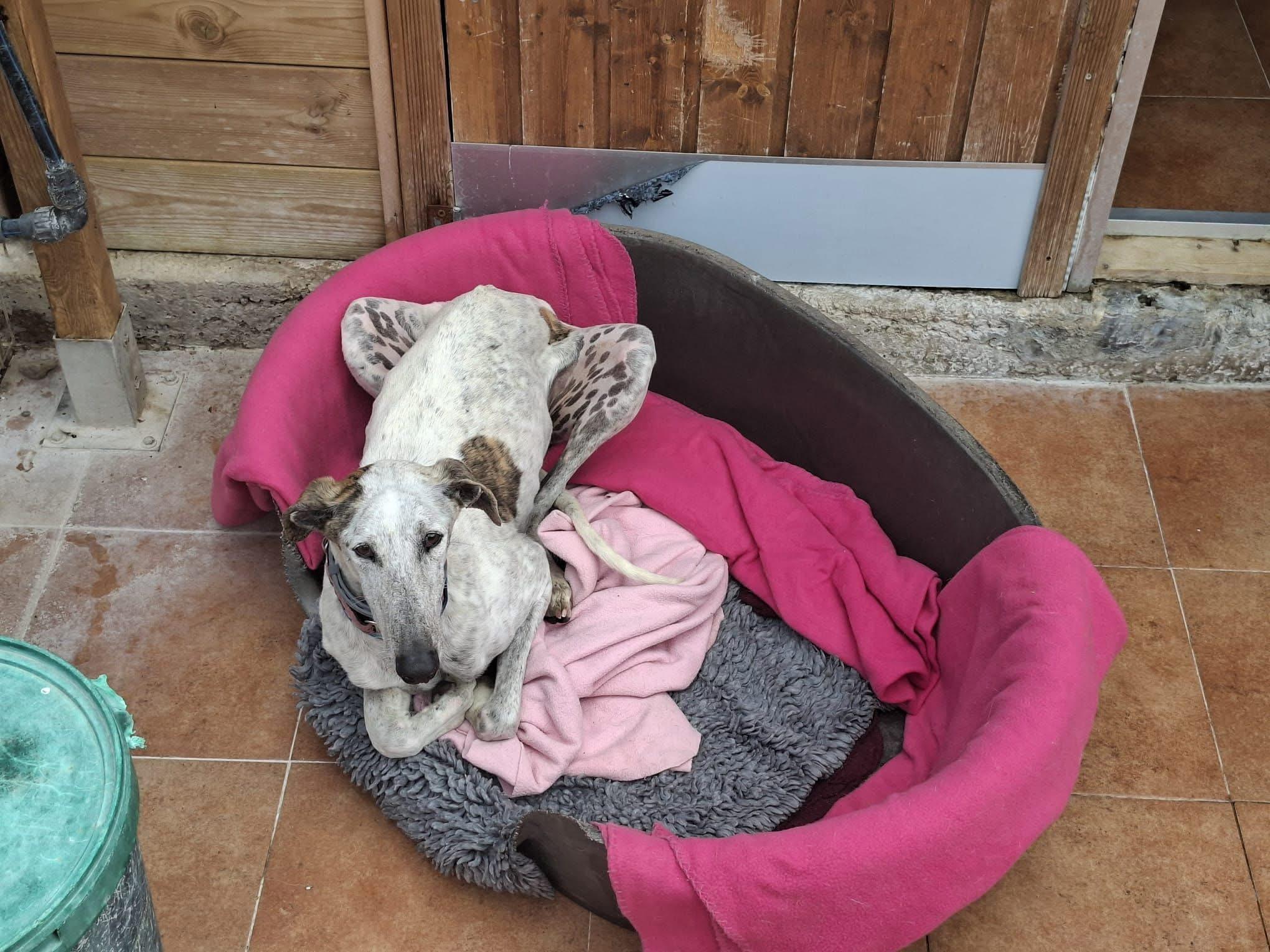 Enlarge Herbert, a ADOPTABLE Galgo Spanish Greyhound in Winter Park, FL image 2/2