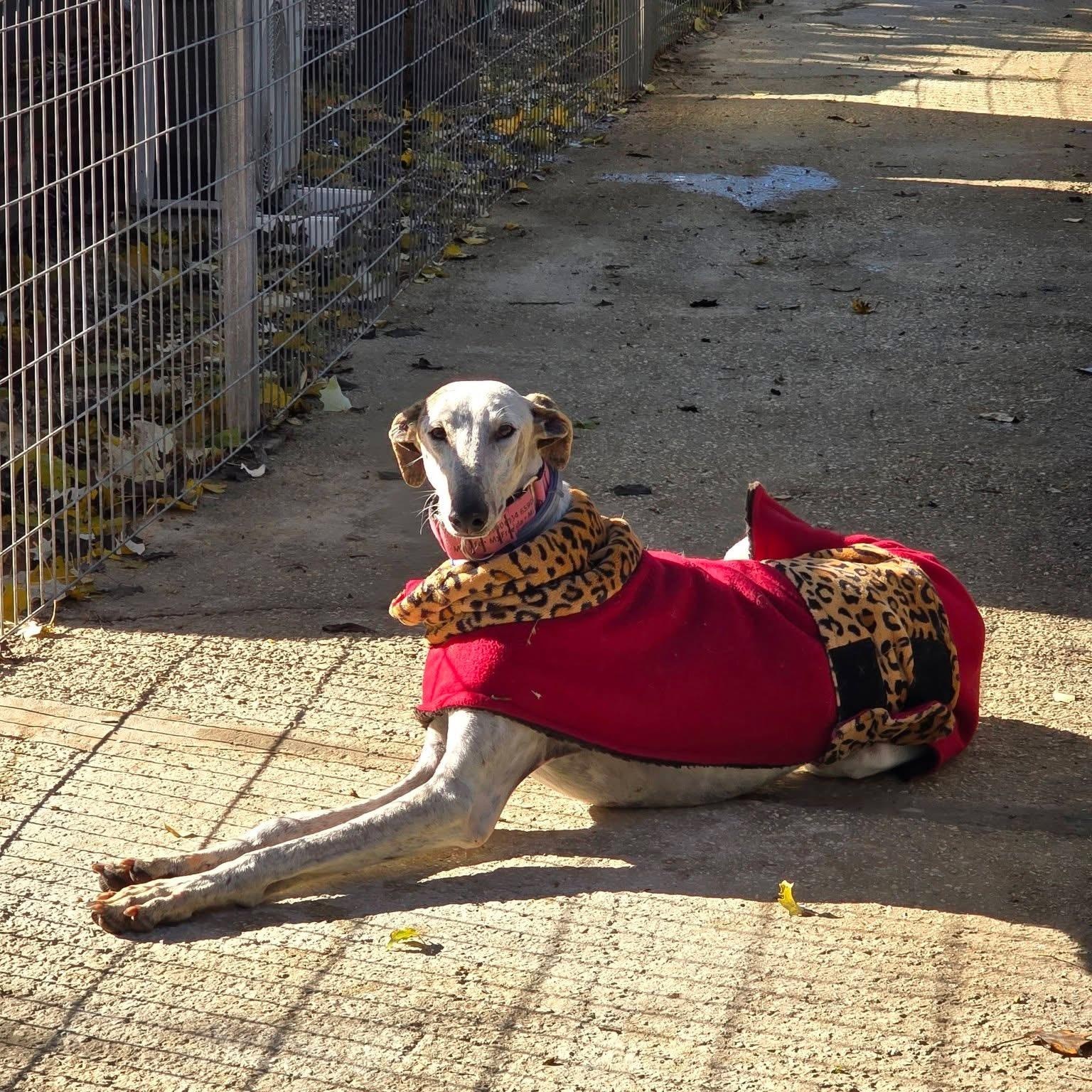 Herbert, ADOPTABLE, Adult Male Galgo Spanish Greyhound.