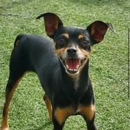 Oliver - Ollie, a ADOPTABLE Miniature Pinscher in Dripping Springs, TX image 3/4