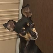 Oliver - Ollie, a ADOPTABLE Miniature Pinscher in Dripping Springs, TX image 2/4