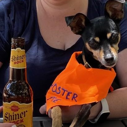 Oliver - Ollie, ADOPTABLE, Adult Male Miniature Pinscher.