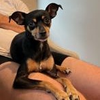 Oliver - Ollie, a ADOPTABLE Miniature Pinscher in Dripping Springs, TX image 4/4