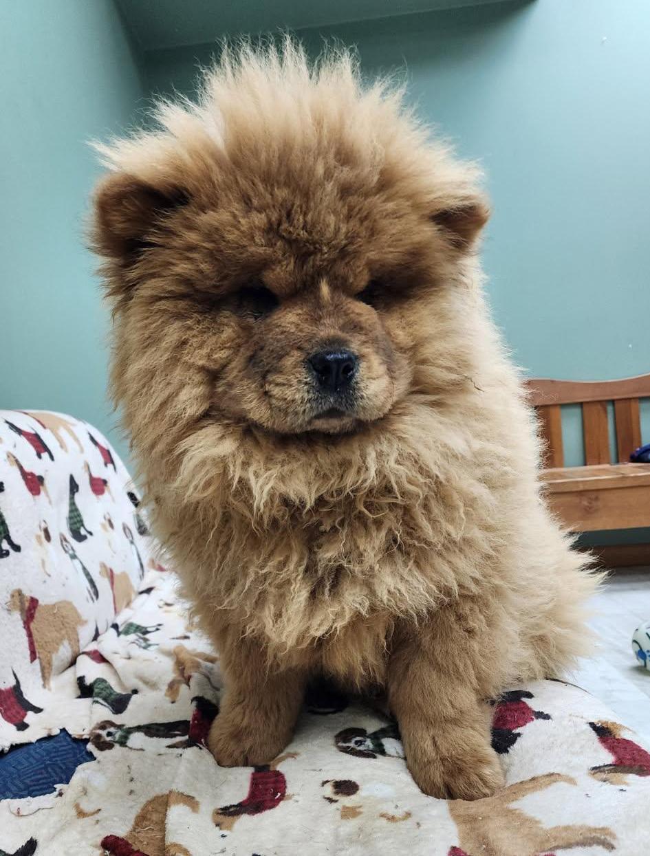 Enlarge R2D2, a Adoptable mixed breed in Neillsville, WI image 4/4