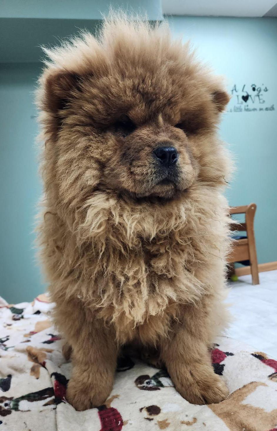 Enlarge R2D2, a Adoptable mixed breed in Neillsville, WI image 3/4