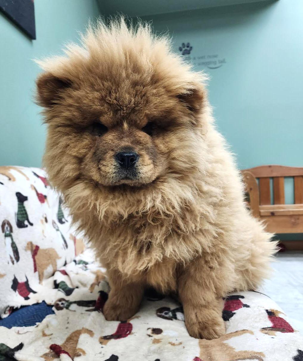 Enlarge R2D2, a Adoptable mixed breed in Neillsville, WI image 2/4