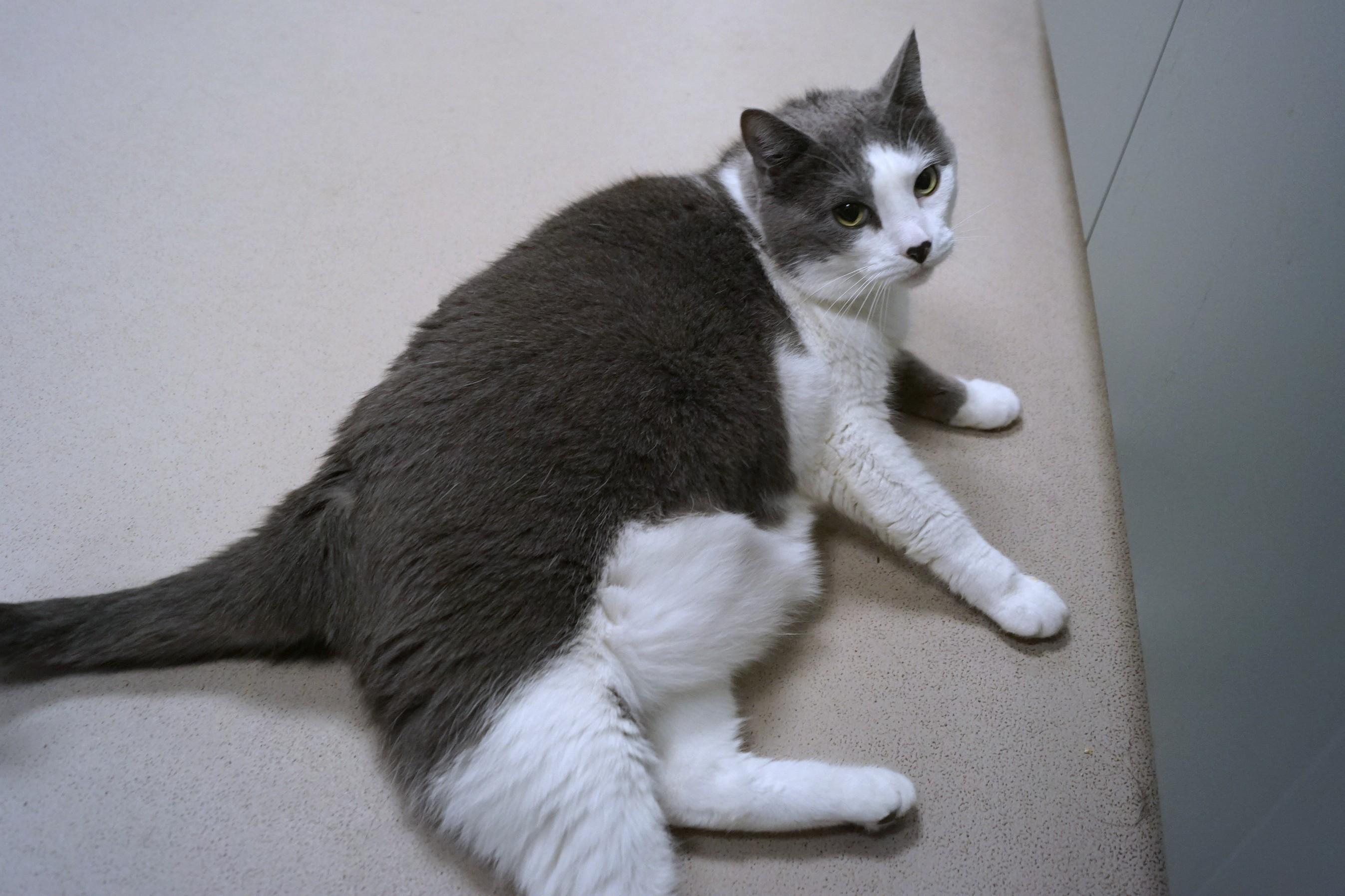 Enlarge Daisy, a Adopted Domestic Short Hair in New Milford, CT image 4/6