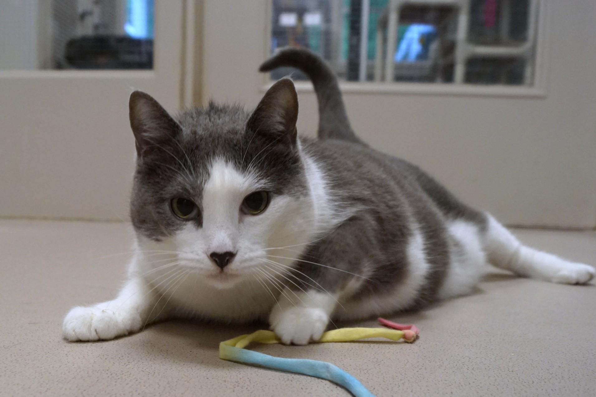 Daisy, Adopted, Senior Female Domestic Short Hair.