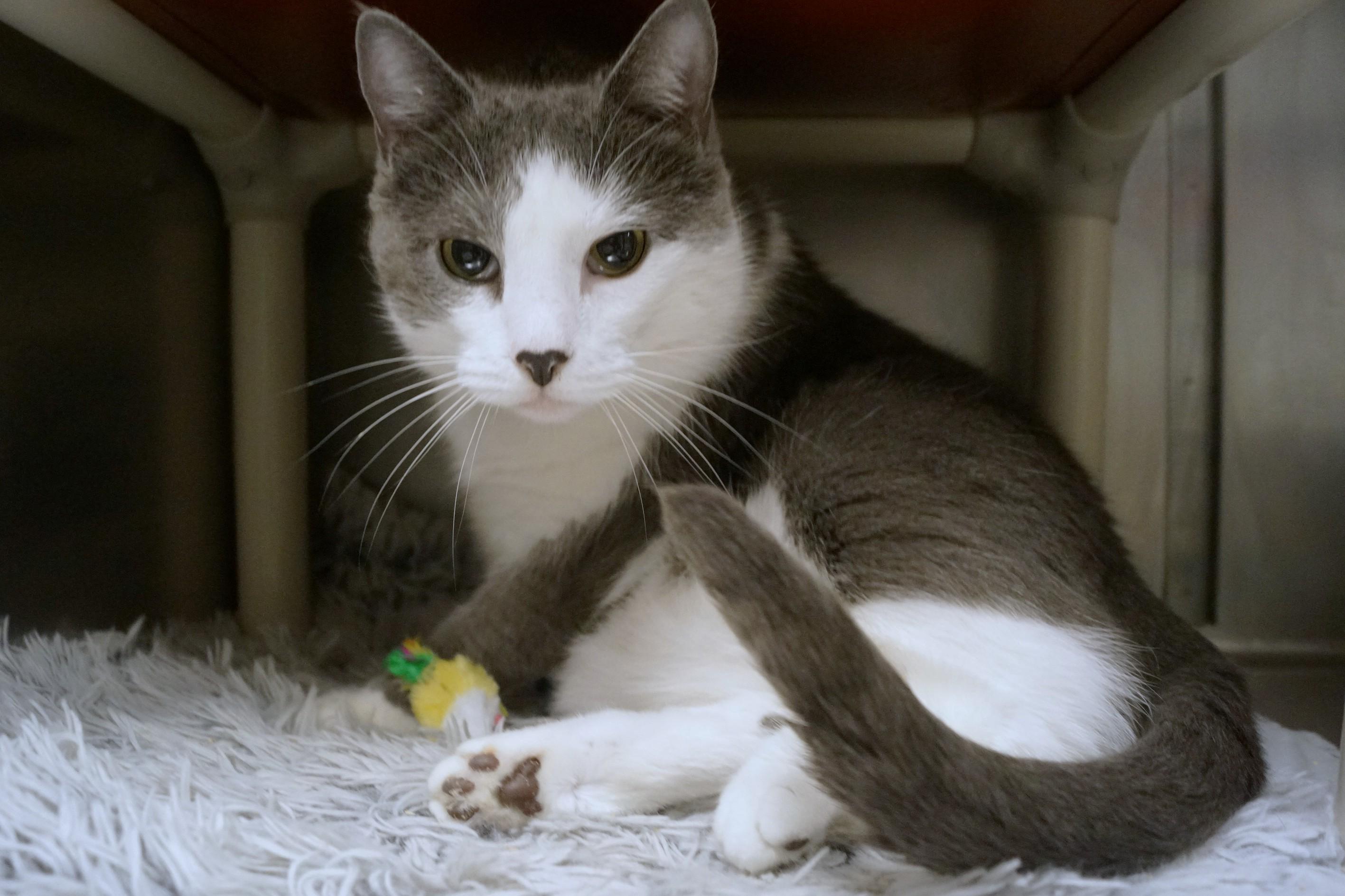 Enlarge Daisy, a Adopted Domestic Short Hair in New Milford, CT image 2/6