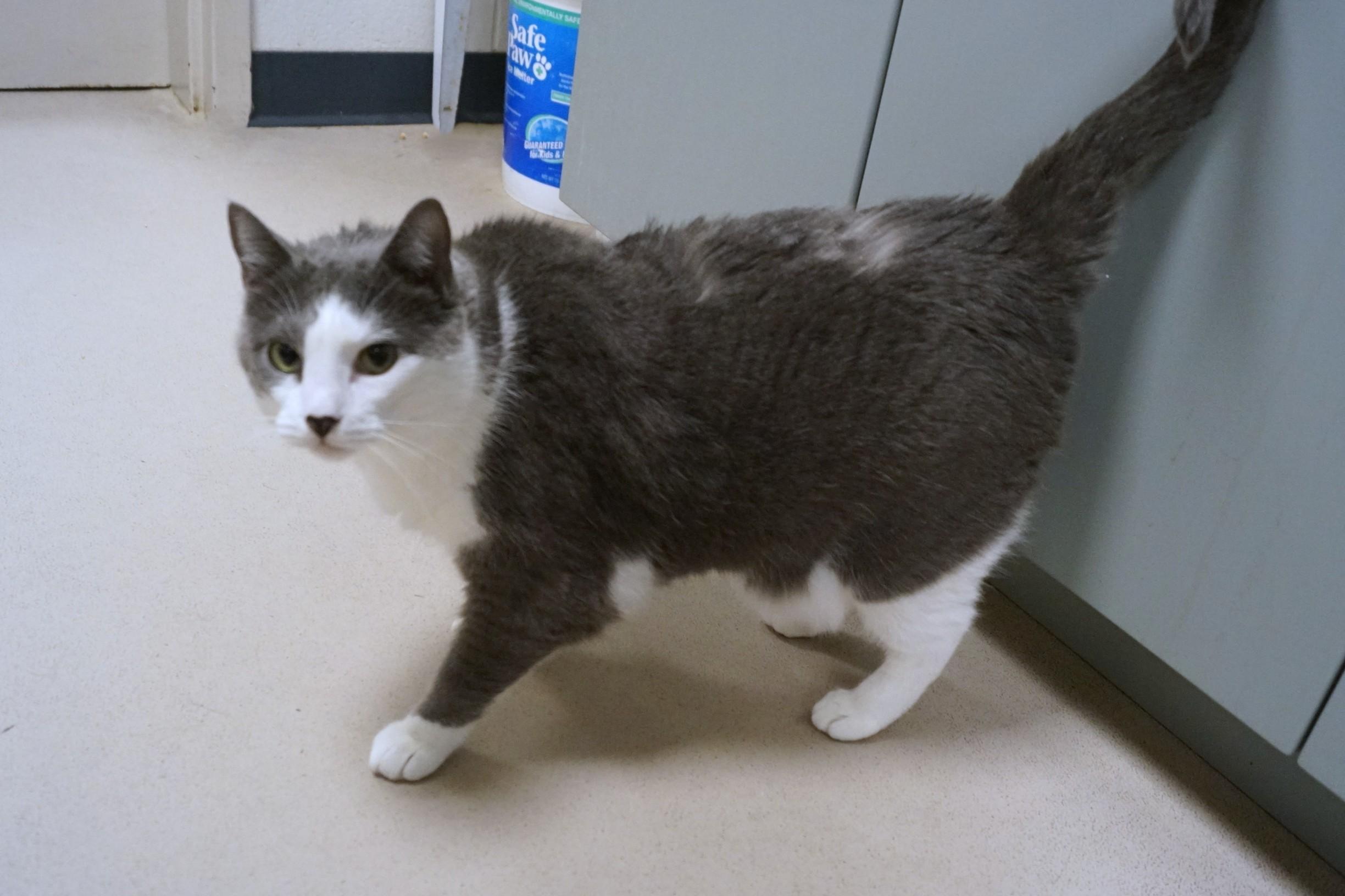 Enlarge Daisy, a Adopted Domestic Short Hair in New Milford, CT image 5/6