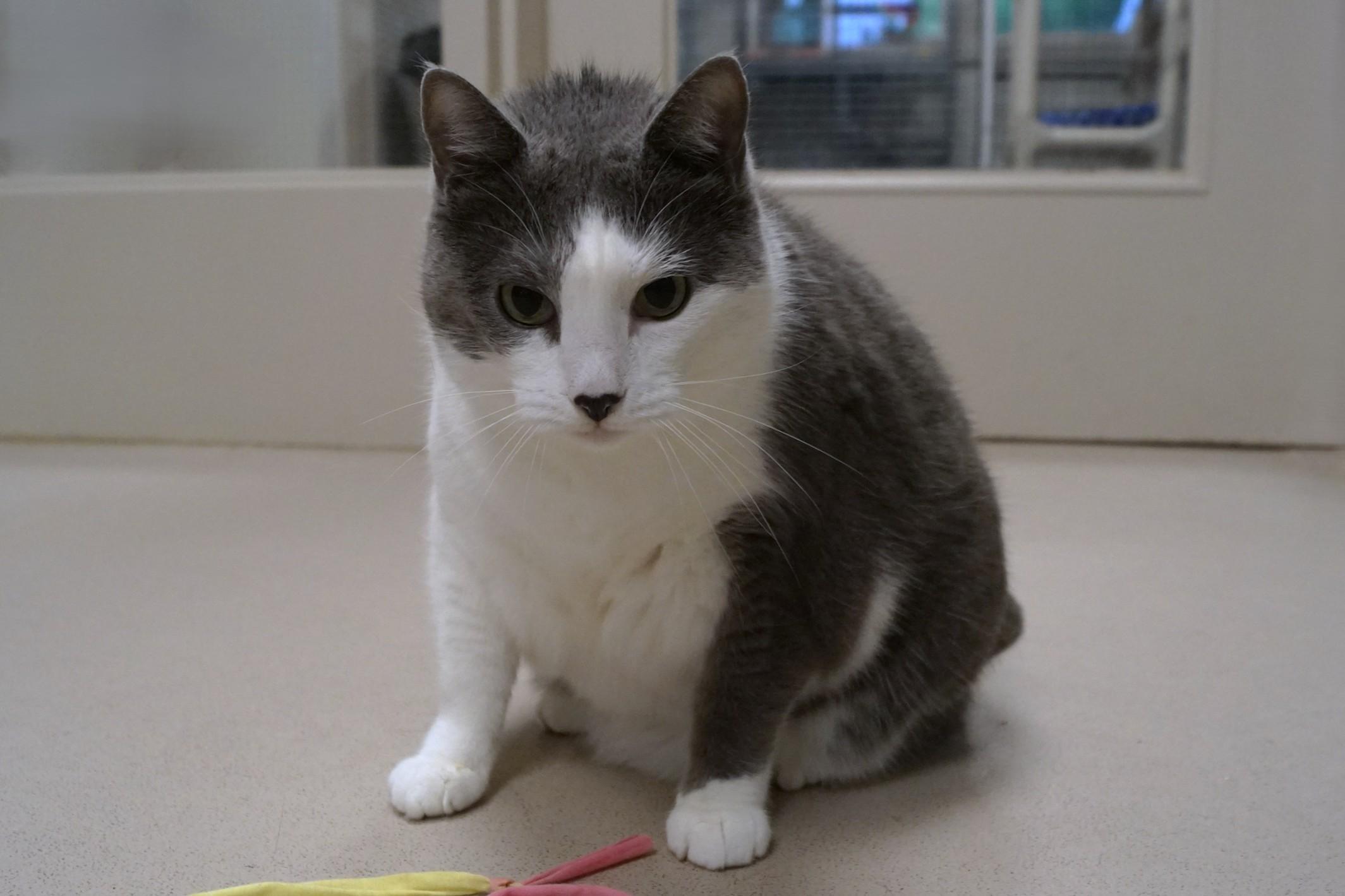 Enlarge Daisy, a Adopted Domestic Short Hair in New Milford, CT image 6/6