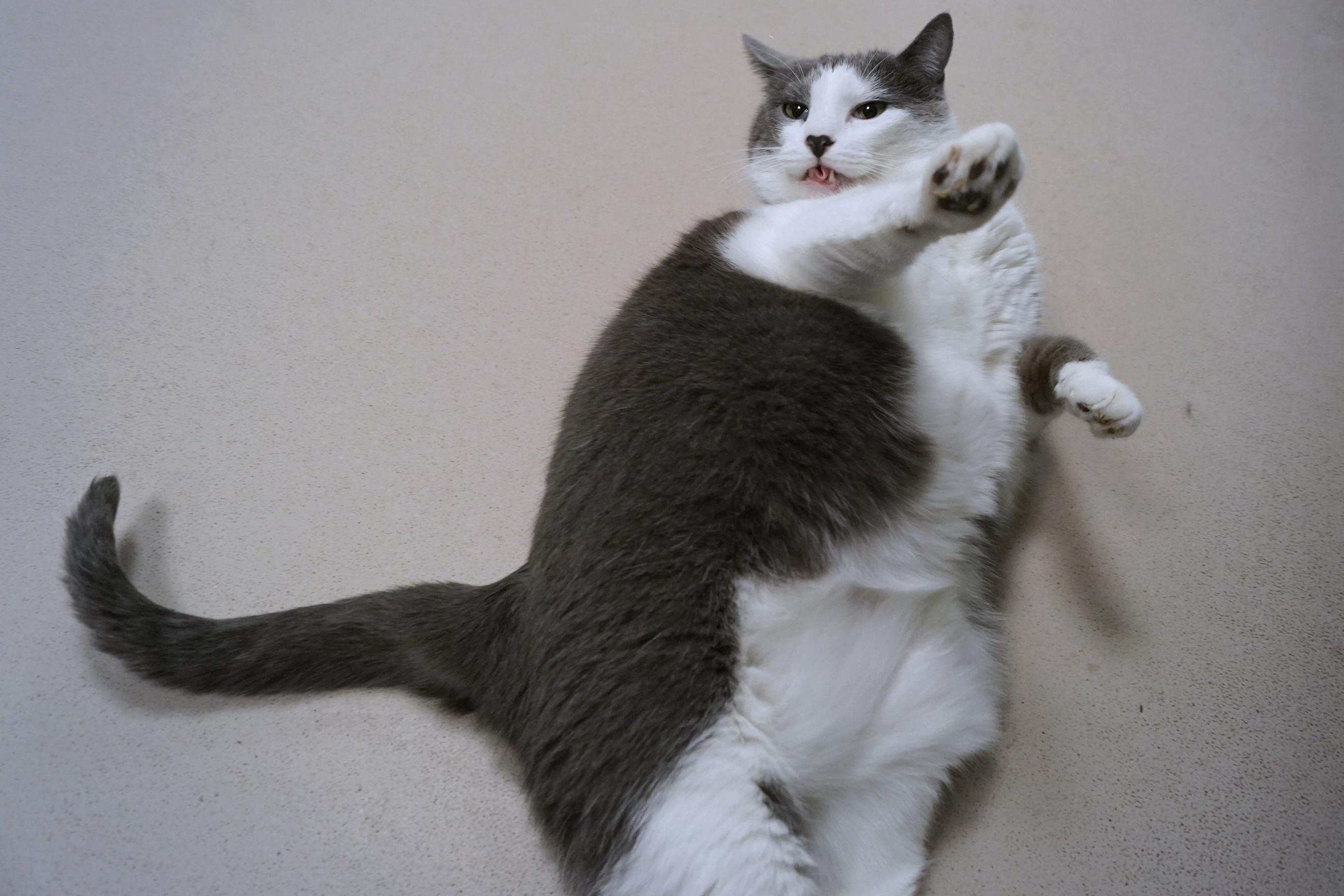 Enlarge Daisy, a Adopted Domestic Short Hair in New Milford, CT image 3/6