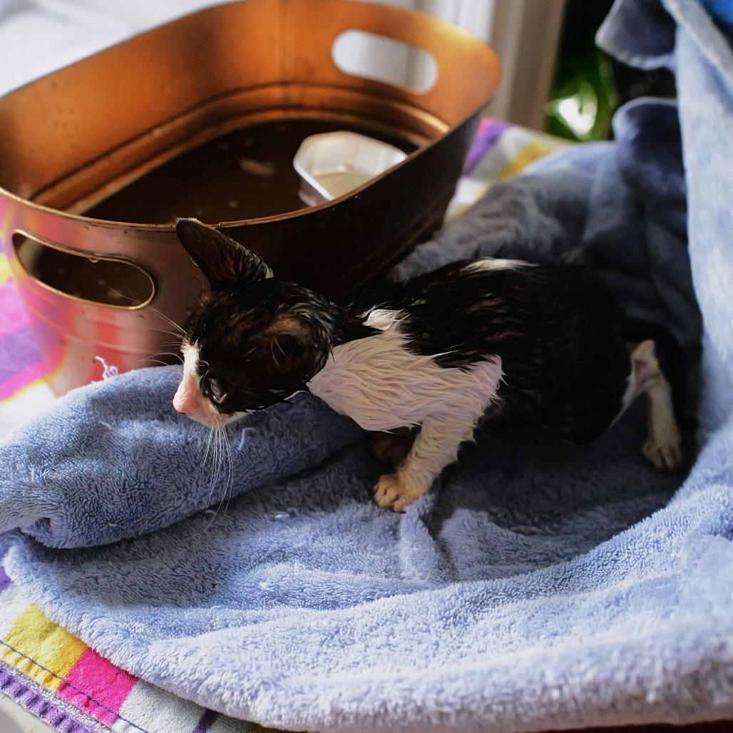 Gerald, a Adoptable Domestic Short Hair in Pahoa, HI image 1/4