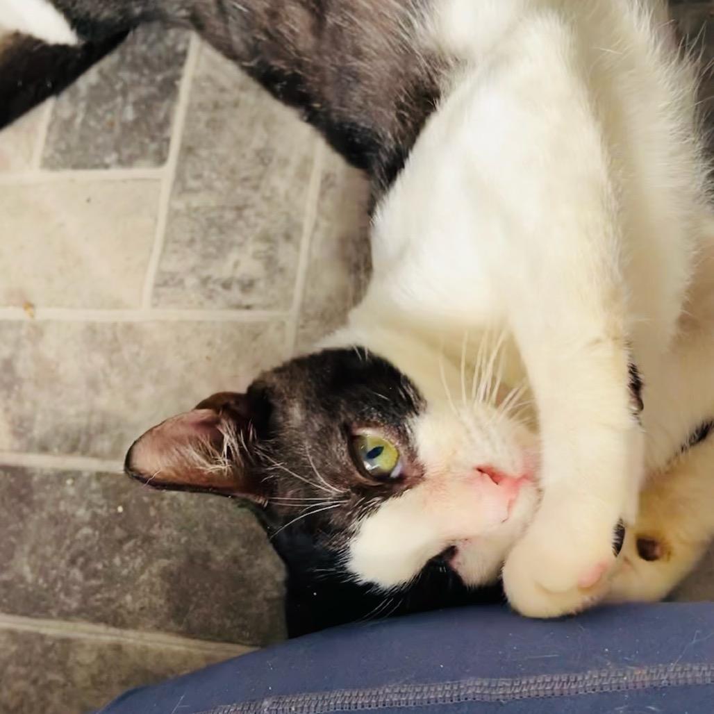 Gerald, a Adoptable Domestic Short Hair in Pahoa, HI image 2/4