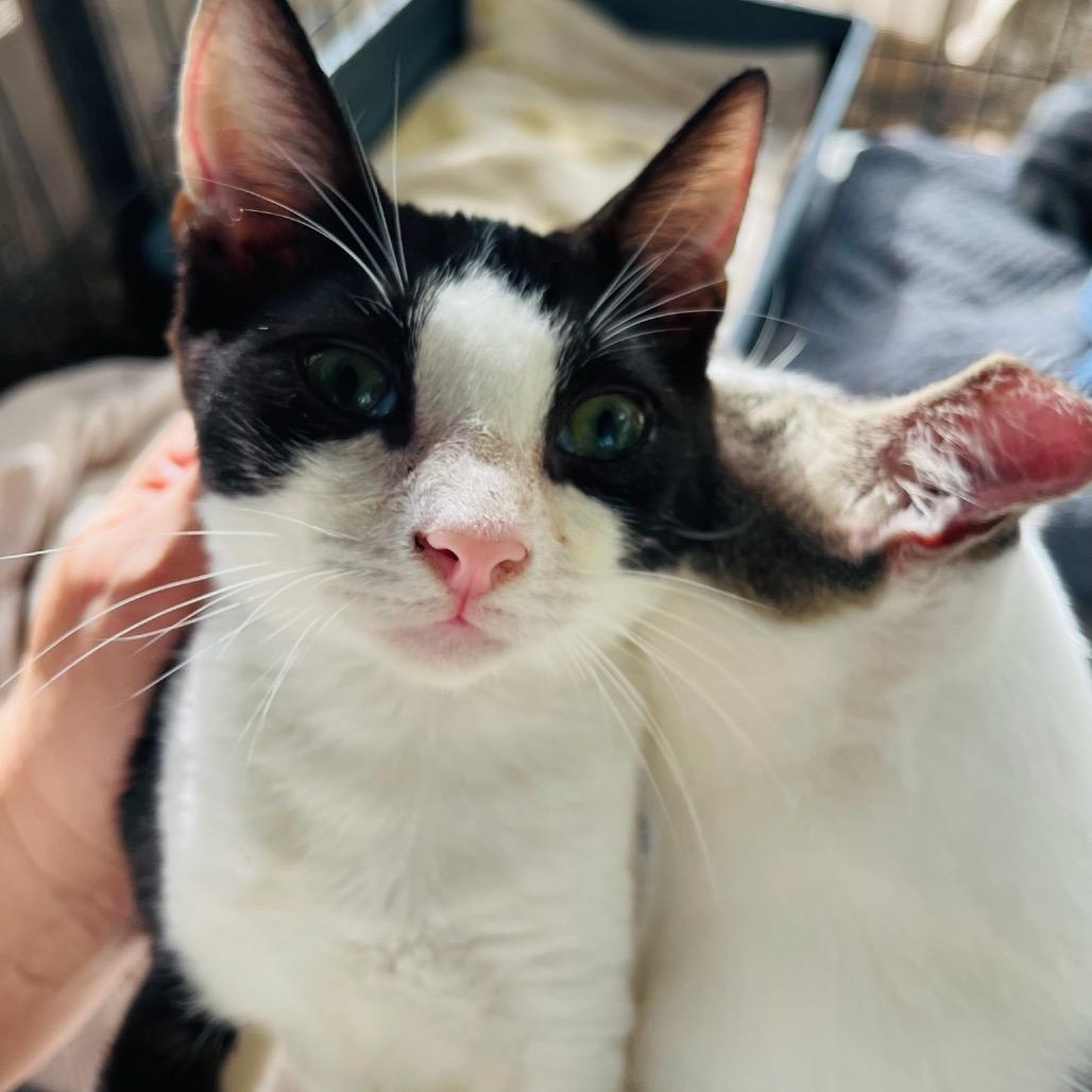 Gerald, a Adoptable Domestic Short Hair in Pahoa, HI image 4/4
