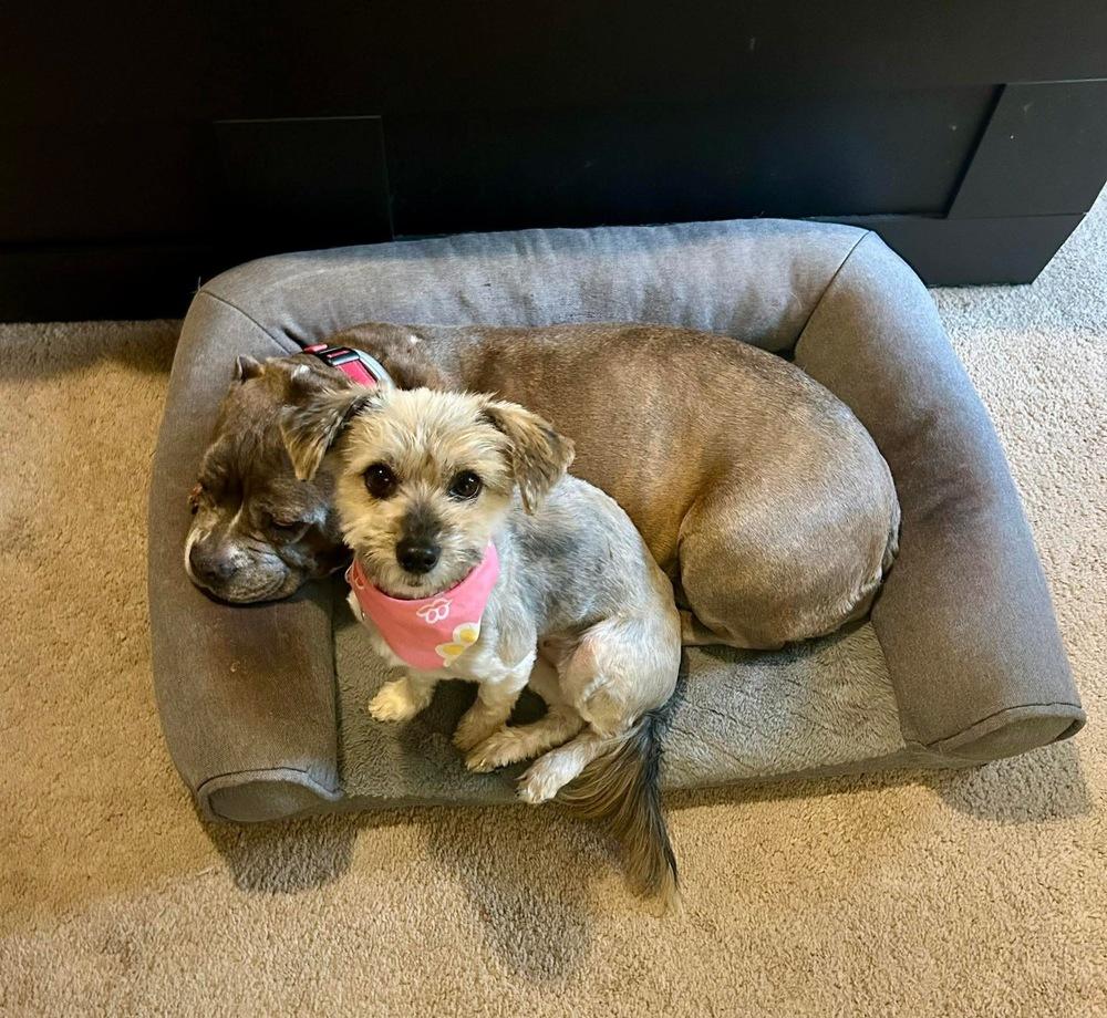 HOP Tart, Adoptable, Adult Female Mixed Breed.
