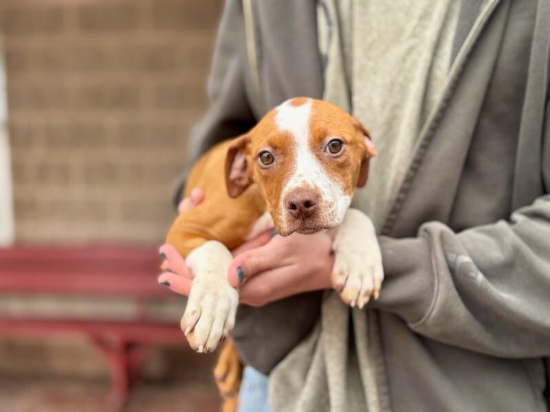 Enlarge Marceline, a Adoptable mixed breed in Wooster, OH image 1/1