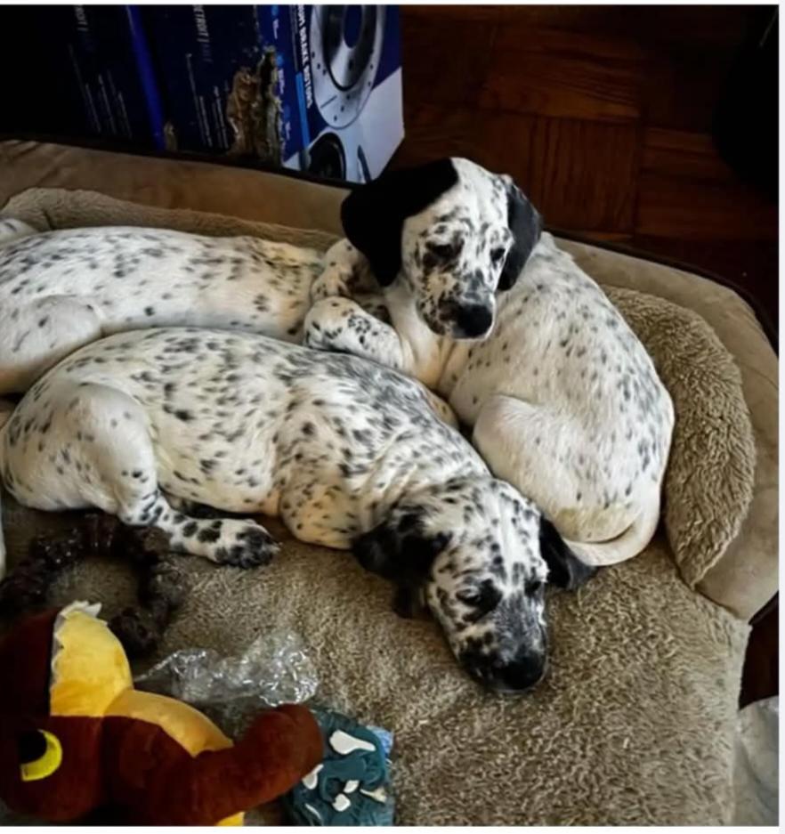 Dottie McDoodle, Adoptable, Puppy Female Dalmatian & Goldendoodle.