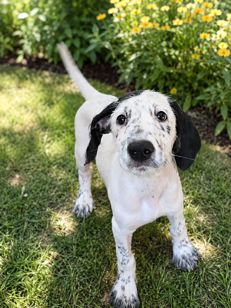 Dottie McDoodle, Adopted, Puppy Female Dalmatian & Goldendoodle.