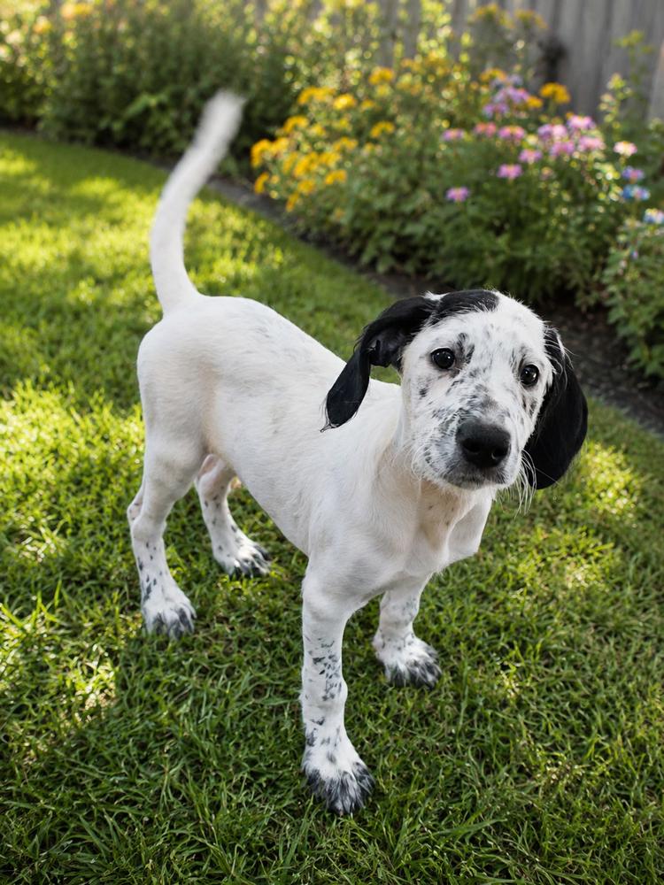 Dottie McDoodle, a Adoptable mixed breed in Oakland, MI image 3/3